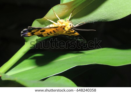 Yellow moth under the leaf or Night butterfly.