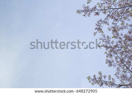 Blue sky and flowers, abstract background