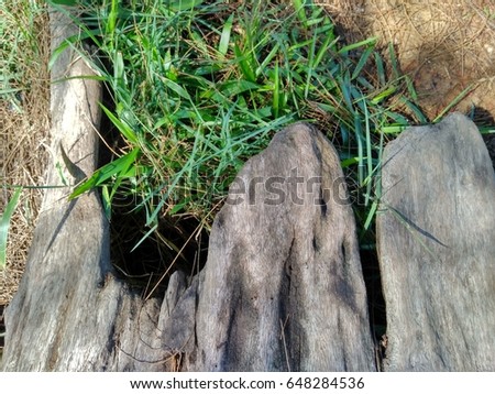 Beautiful wood pattern with grass