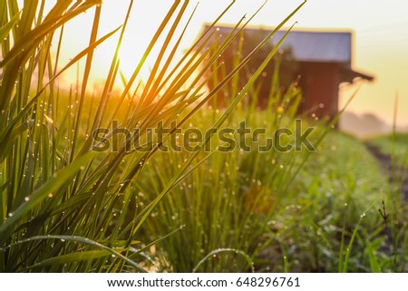 A Beautiful Picture Of Beautiful view of rice paddy field during