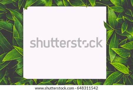 soft focus top view tropical leaves frame with text area copy space isolated on white background.green leaf with paper card.Blank screen for advertising card or invitation. Flat lay. Nature concept.