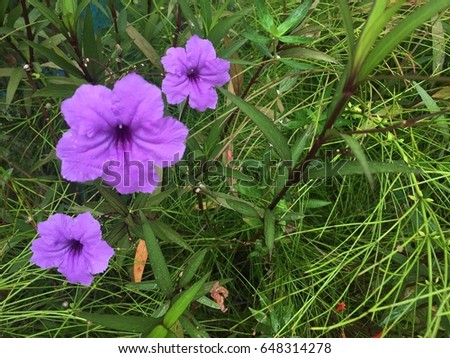 Ruellia tuberosa - three purple flowers on green leaves background,