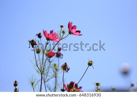 Red Cosmos Flowers and blue sky