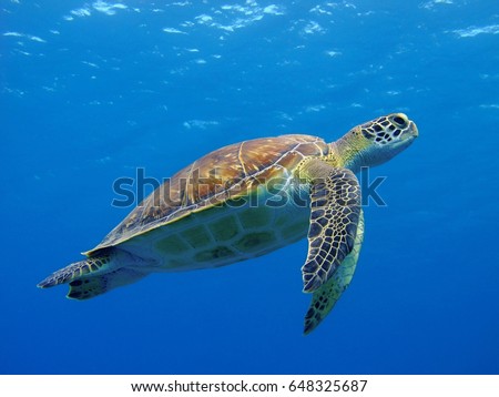 Happy cute sea turtle swimming freely in the blue ocean. Scuba diving with the underwater sea turtle. RIch blue sea water background. Exotic vacation with sea turtle.