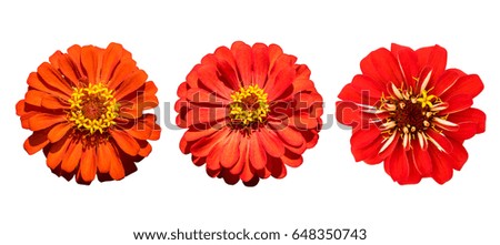 Flower,red flower Royalty-Free Stock Photo #648350743