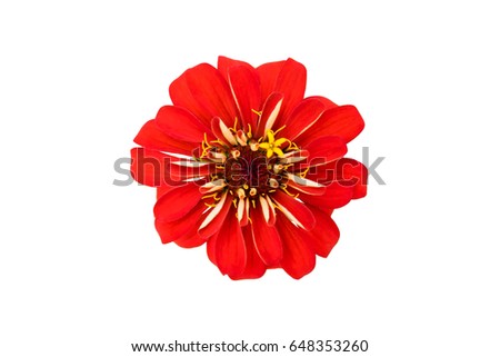 Flower,Red flower Royalty-Free Stock Photo #648353260