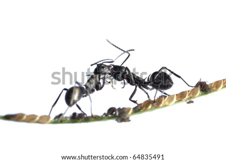 insect ant