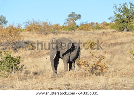 Elephant / Elephants