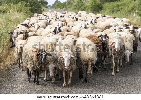 Sheeps herd Royalty-Free Stock Photo #648361861