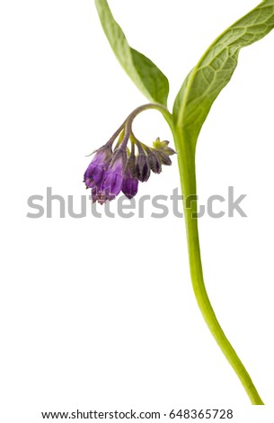 Comfrey, Symphytum officinale.
Comfrey isolated on a white background.
