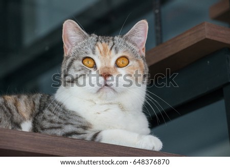 The American wirehair cat. These cats are loving, easygoing, and affectionate companion animals. Royalty-Free Stock Photo #648376870
