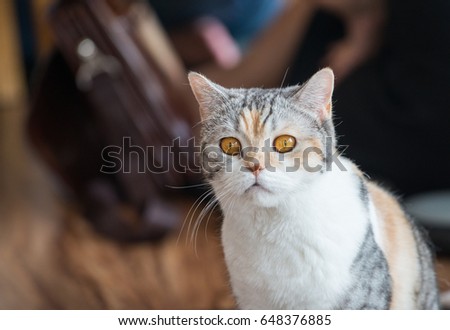 The American wirehair cat. These cats are loving, easygoing, and affectionate companion animals. Royalty-Free Stock Photo #648376885