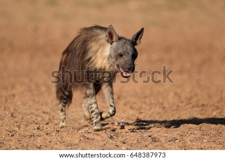 A brown hyena (Hyaena brunnea) walking, Kalahari desert, South Africa
