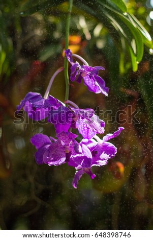 violet orchid
