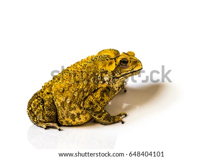 The common toad.  (Bufo bufo)