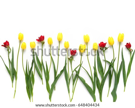 Yellow and red tulips isolated on white background. Pattern of tulips. Floral background.  Top view, flat lay. Flowers, spring, summer concept. March 8, mother's day background.