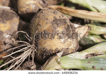   photographed large onion root. Photo with a shallow depth of field