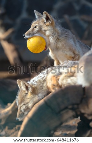 pack of foxes of Vulpes corsac. one fox with the yellow sphere in teeth. A wild animal in a zoo.
