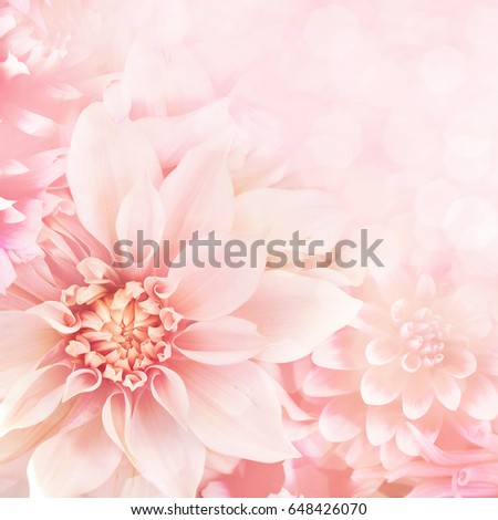 Delicate dahlia frame, blooming flowers festive background, pastel and soft card, selective focus, toned