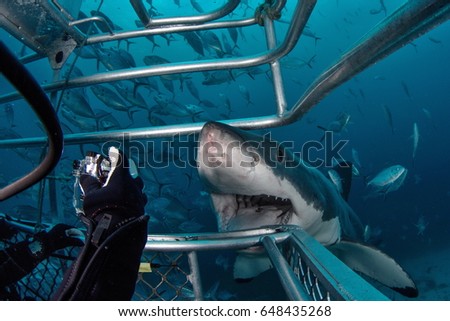 Underwater with Great White Shark Royalty-Free Stock Photo #648435268