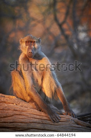 Chacma baboons (Papio cynocephalus ursinus) in the early morning sunrise on the banks of the Chobe River in the Chobe Wildlife reserve, Botswana