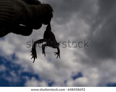 Silhouette of a frog on a blue sky background