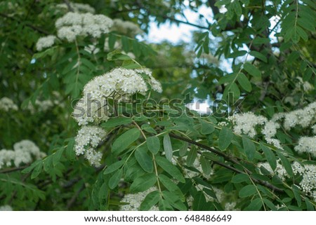 A tree blooming with white flowers. Closeup images