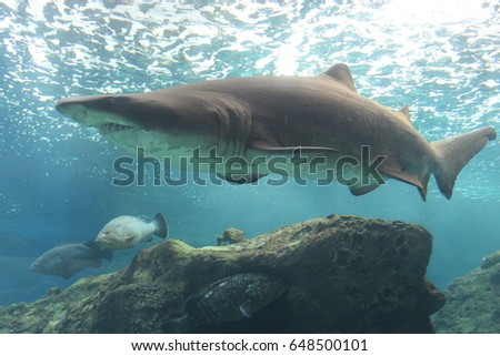A shark floating over a reef