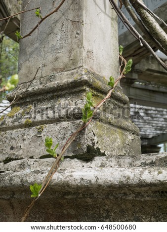 Spring creeper on aged stone background