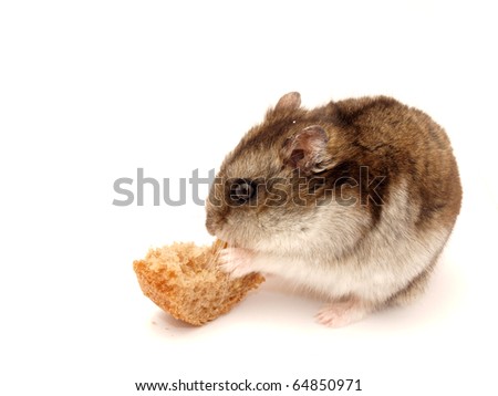 Hamster with a bread slice on a white background