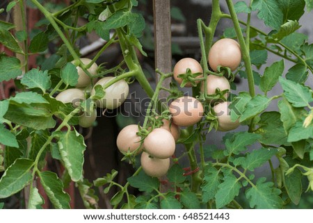 Young tomato plants in garden