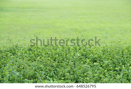 Green grass field for background