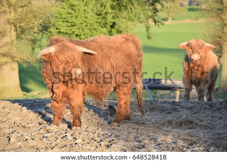 Highland cows on a sunny evening
