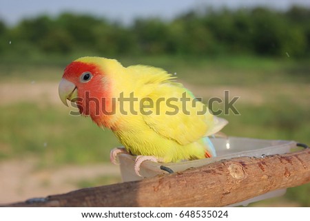 Lovebird parrot play the water