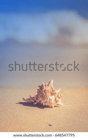 Summer beach with a starfish on a background. Summer beach backg
