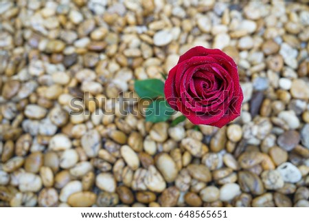 Beautiful fresh red one rose on river rock or stone road with space. Valentine's day. Love concept background