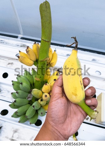 man's hand holding a ripe banana with brunch of bananas background