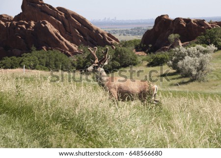 Deer with red rocks and Denver skyline in background