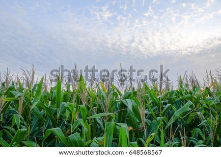 A front selective focus picture of organic corn field at agriculture farm 
