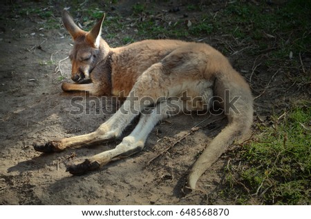 
Kangaroo, ualabí or ualarú resting