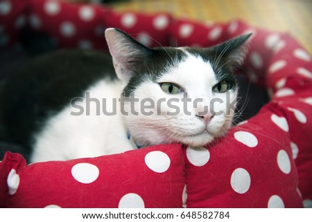 Lovely black and white cat in cat bed.