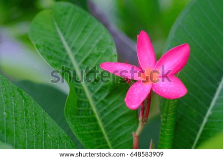Pink plumeria flower on a tree