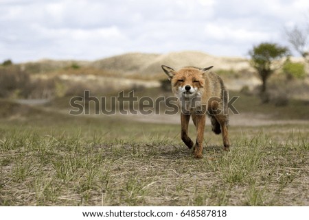 Red Fox Standing on the Grass Walking Toward the Camera