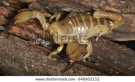 Scorpio maurus (large-clawed Scorpion or Israeli gold scorpion), a species of North African and Middle Eastern scorpion