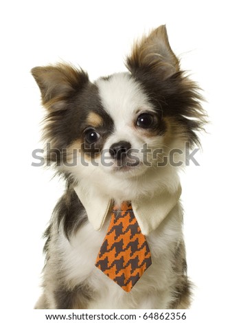 "Business Puppy" Beautiful black,tan and white long hair chihuahua puppy sitting up posing wearing a blue and orange checked tie, Close-up crop, ears up,  isolated on a white background.