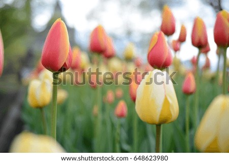 Tulips (Tulipa) at Ottawa Tulip Festival