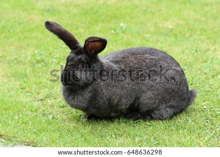 giant continental rabbit