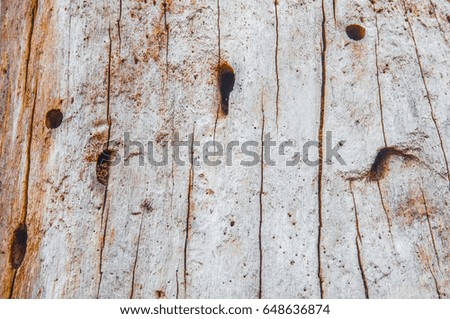 close up texture of old bark wood use as natural background
