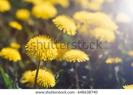 Close-up of bloom dandelions. Toned image. Summer concept.