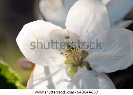 White fresh young flowers on the branches of a spring cherry tree in a beautiful sunny day